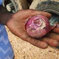 Onion Crisis Adds to Niger’s Food Problems