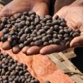 Ethiopia: Humble Home of the Coffee Industry