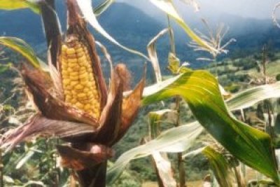 Genetically modified maize in South Africa.