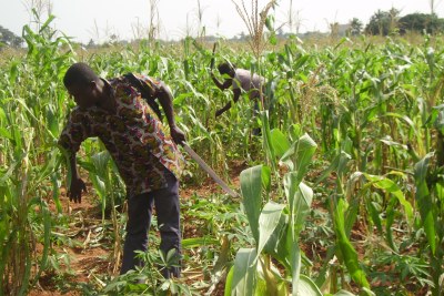 Corn farmers in Mivakpo, 50km northwest of Togo's capital, Lomé.