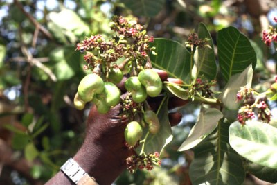Cashew Nut plantation.