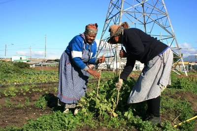 Women farmers working in an urban garden growing their own food.