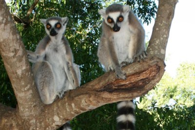 En danger : les lémuriens sont une espèce endémique à Madagascar