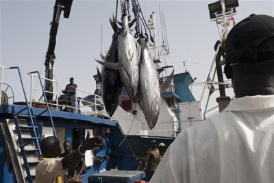 Yellowfin tuna at the fishing port of Dakar.