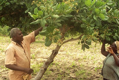 Kenya: Farmers tend a cashew nut plantation.