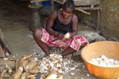 Preparing cassava, a staple in Singiam, Liberia.
