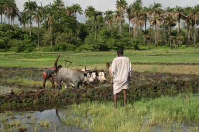 Rice farmers preparing a field in central Guinea-Bissau.
