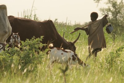 Fulani boy herds his family's animals.