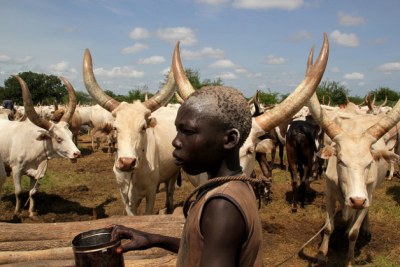A member of the Mundari tribe stands amongst cattle in Terekeka, South Sudan.