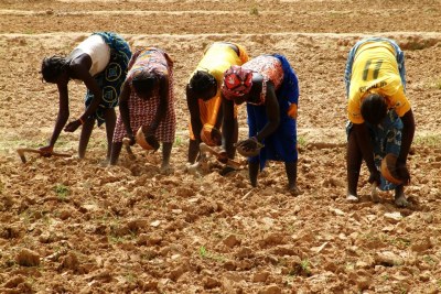 Des agricultrices sèment des graines de millet à Rassomde, au Burkina Faso, en prévision de la saison des pluies.