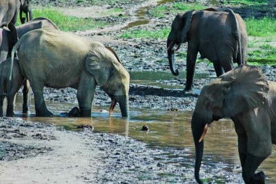 Tanzania suspends officials over poaching allegations.