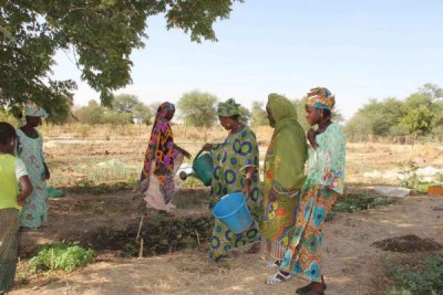 Drought in the Sahel region has made agriculture difficult for women in Yelimne, Mali.