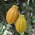 Liberia: The Cocoa Comeback