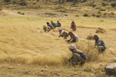 Men and women harvesting the teff.