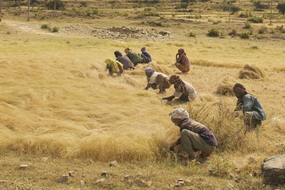 Men and women harvest the Ethiopian staple grain teff in a roadside field between Axum and Adwa in Northern Ethiopia (file photo).