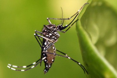 Aedes Aegypti mosquito, vecteur du chikungunya et de la dengue.