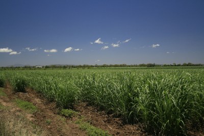 A field of sugarcane.