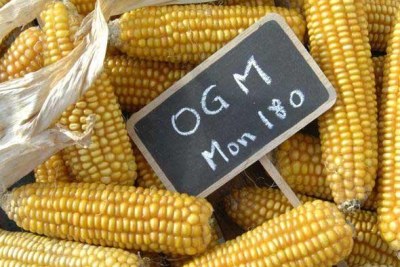 Organismes génétiquement modifiés (Ogm)