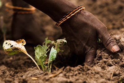 Healthy soils are critical for global food production and provide a range of environmental services.