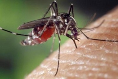 Un nouveau cas de dengue a été détecté à Port-Louis, a indiqué une source proche du ministère de la Santé