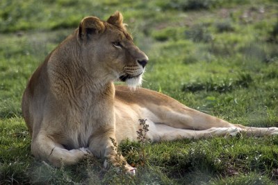 A lioness (file photo).