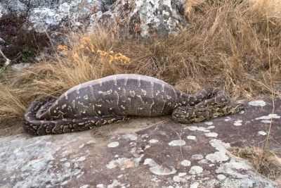 The Africa rock python was discovered on a bike trail at the Lake Eland nature reserve in South Africa