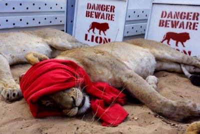 South African Lions Relocated to Rwanda