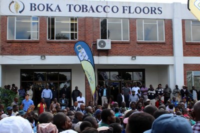 Boka Tobacco company is one of the leading tobacco auction floors in Zimbabwe