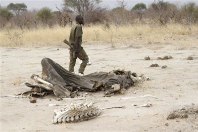 A game ranger walks by a rotting elephant carcass in Hwange National Park (file photo).
