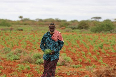 Ahmed Farah Mohamed, chef du village de Berititir, en Somalie, fait pousser du sorgho.