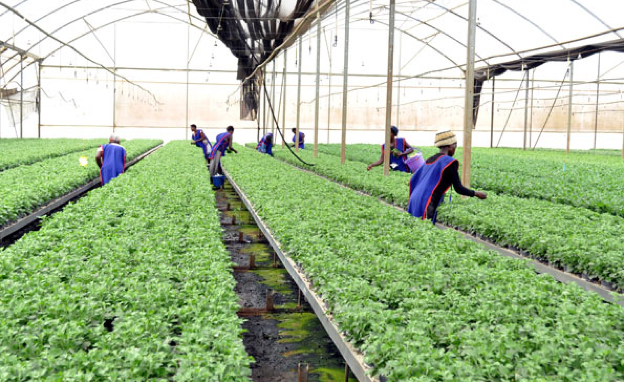 Ethiopia Promoting Agricultural Investment for Stimulating Growth