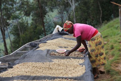 A Rwandan farmer preparing coffee. It is one of the country's main export.