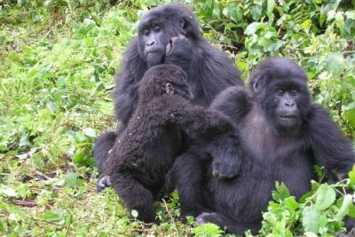 Gorillas at Virunga National Park.