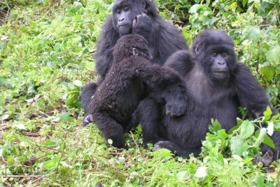 Gorillas at Virunga National Park.