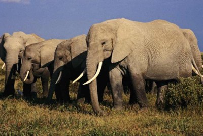 Eléphants de la Tanzanie.