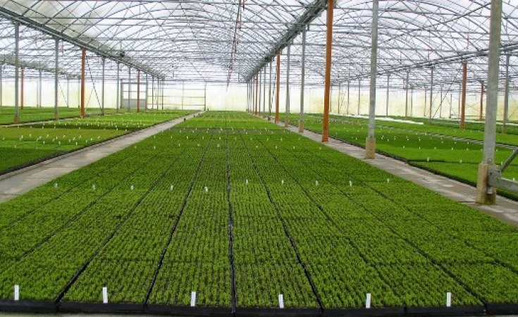 Botswana Food Security Achievable Through Horticulture Allafrica Com