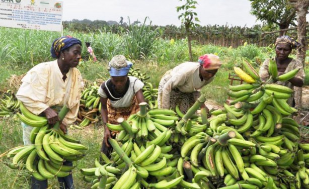Le Cameroun devient premier producteur de banane en zone ACP - allAfrica.com