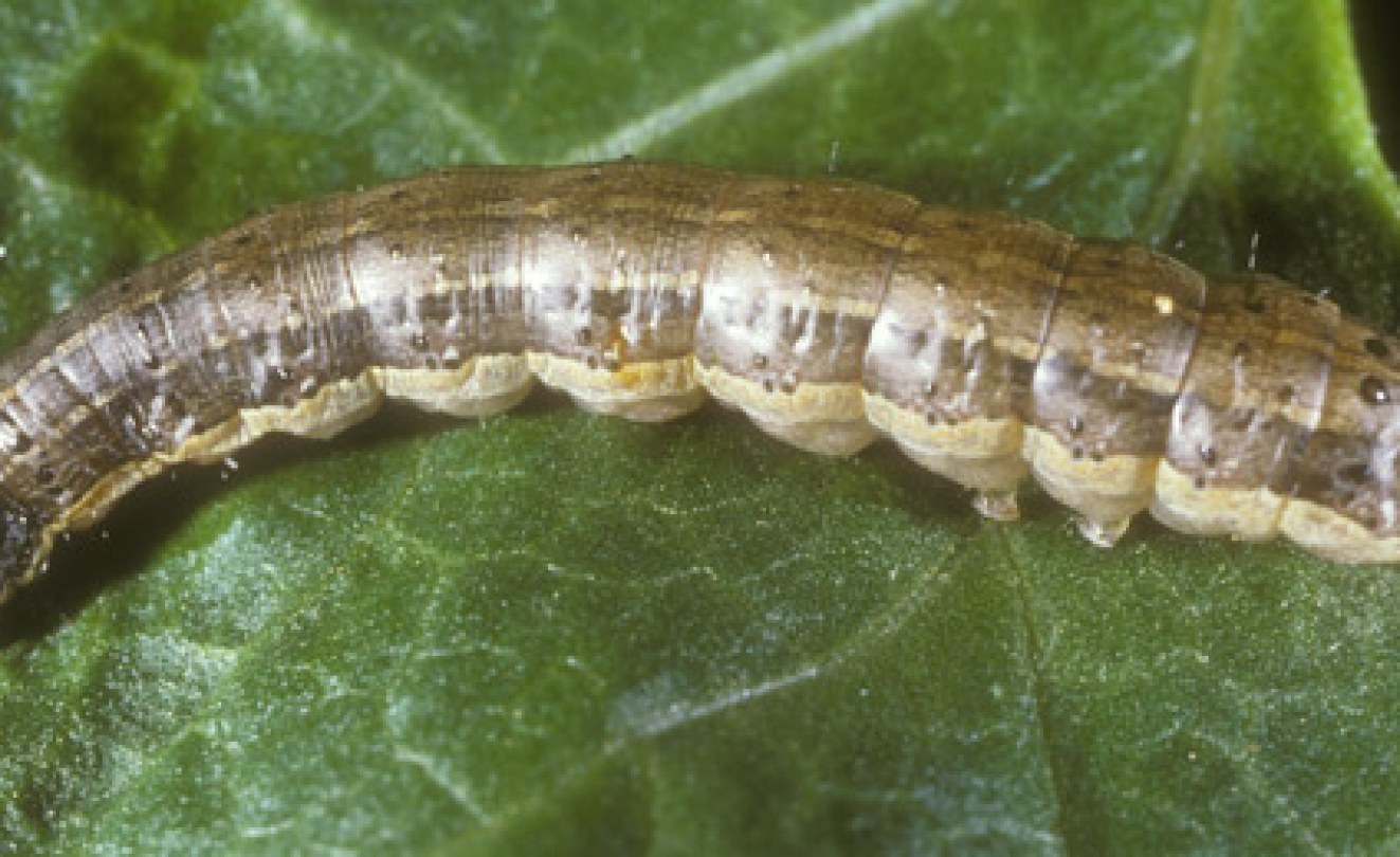 download southern armyworm