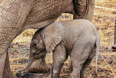 Baby elephant.