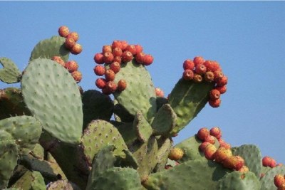 Cochenille de Cactus