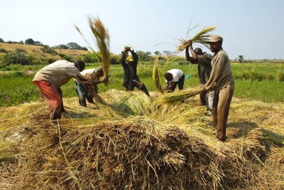 Les agriculteurs battent le riz pour libérer les grains, près du village de Kamangu, en République démocratique du Congo.