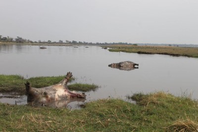Dead hippos on their backs and sides lie in a pond.