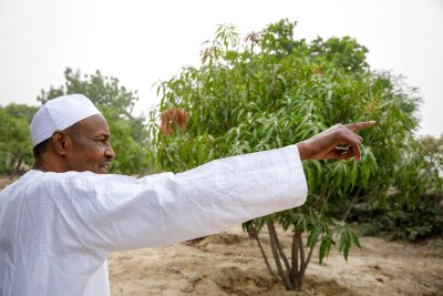 President Buhari on his farm.