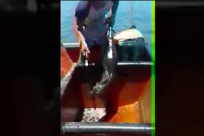 Video screenshot of a fisherman physically abusing the seal pup.