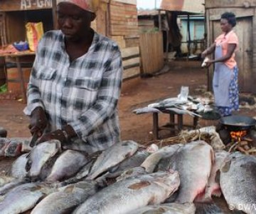 Will Cage Farming Protect Lake Victoria’s Fish?