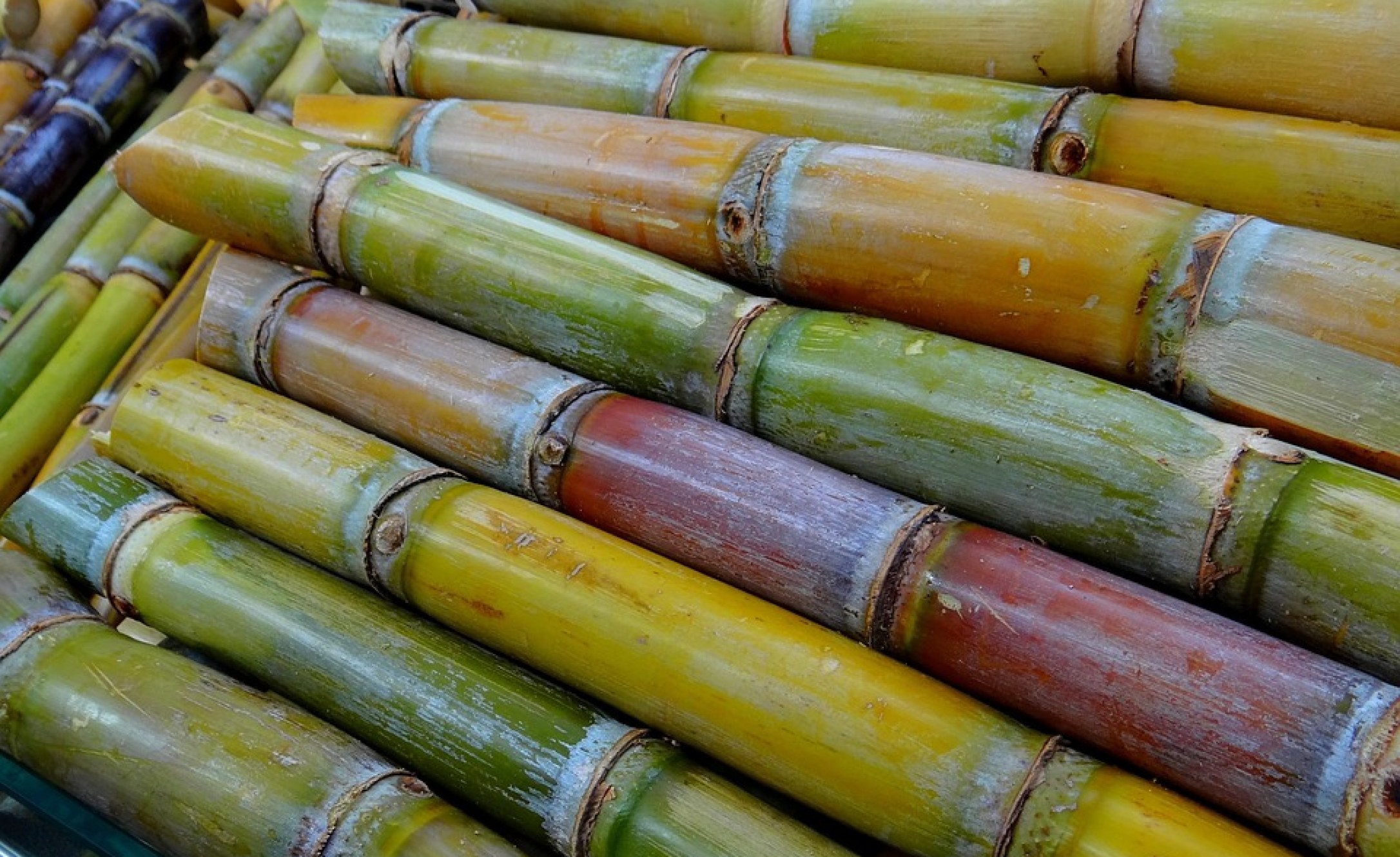 Kenya Years Of Neglect Turn Sugar Cane Farming From Blessing To Curse 