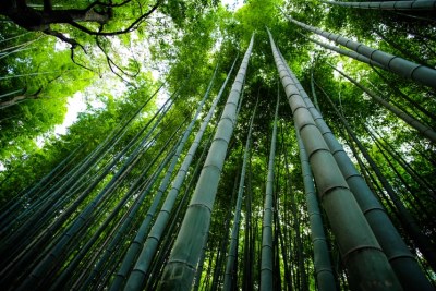 Bamboo trees.