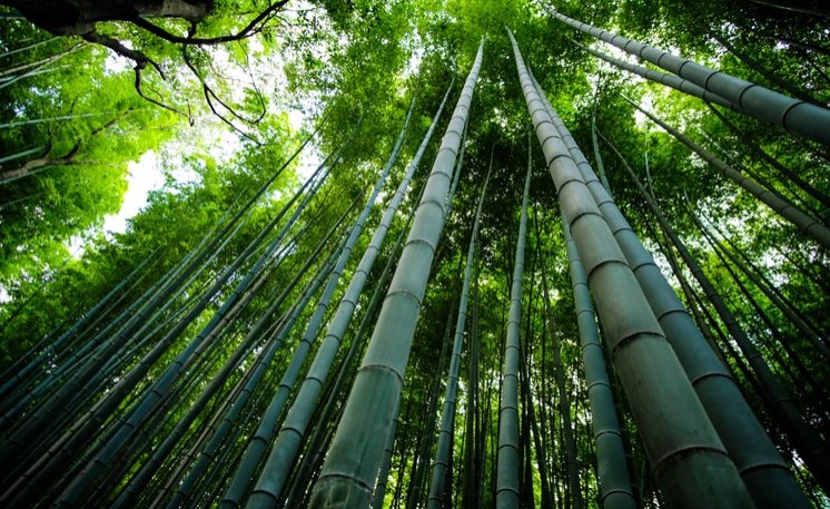 Ethiopia, Kenya, Uganda Partner to Develop Bamboo Sector ...