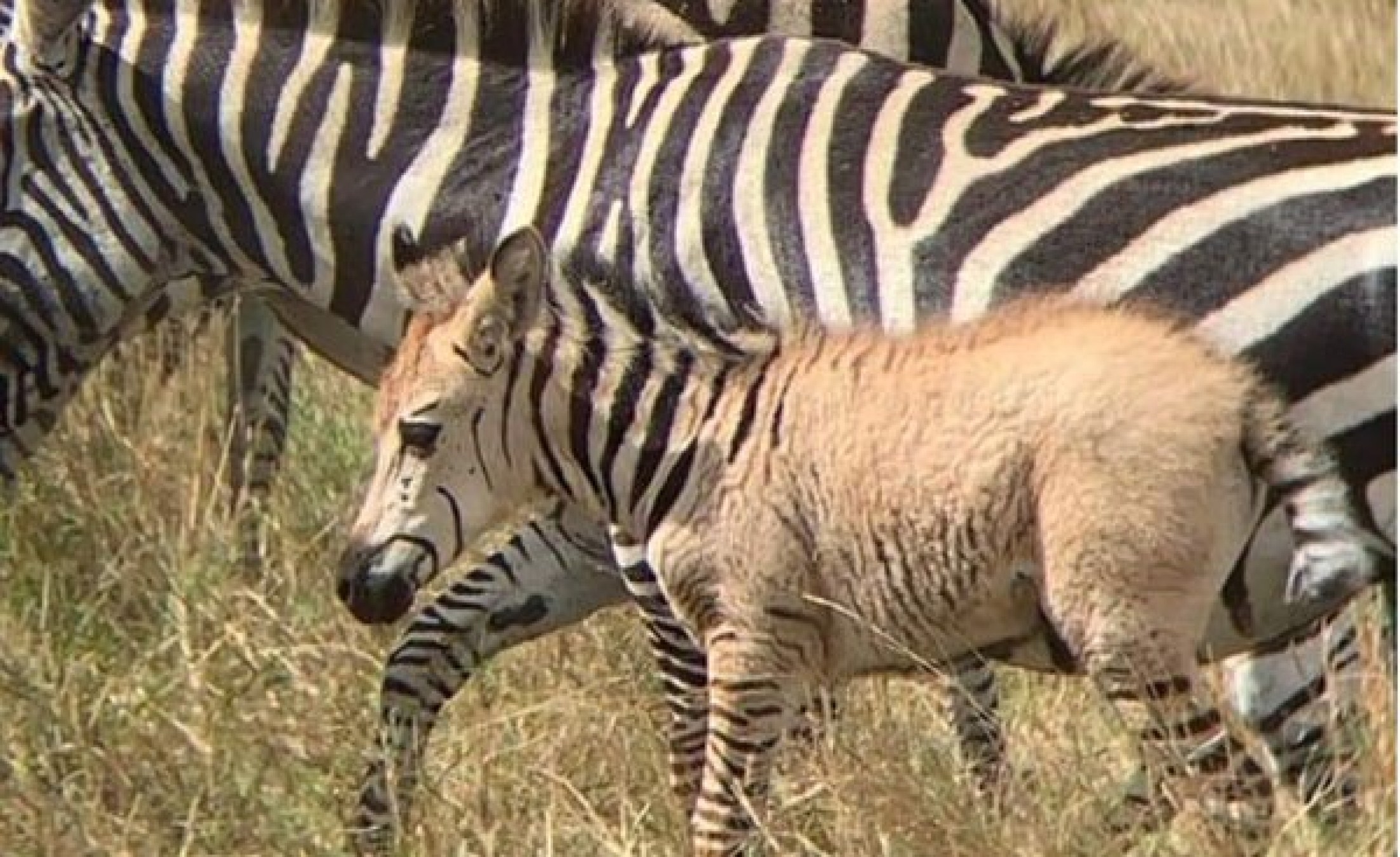 Kenya Second Sighting Of Another Rare Zebra Foal In The Mara 3427