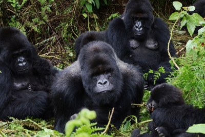 A family of mountain gorillas in the Volcanoes National Park.